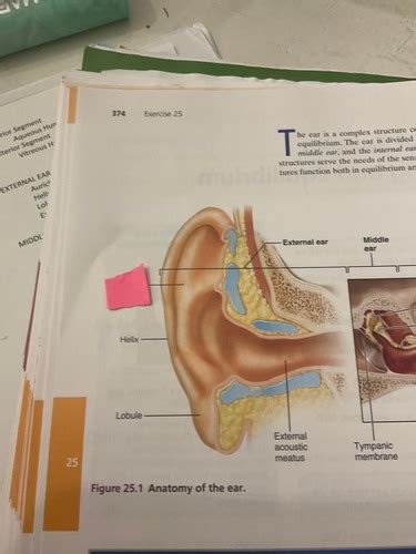 Lab 9 External Ear Flashcards Quizlet