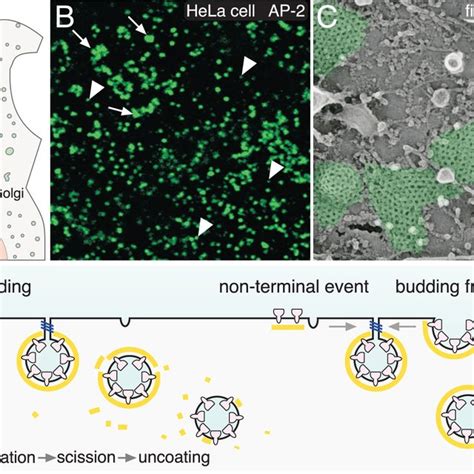 Clathrin Mediated Endocytosis A A Schematic Birds Eye View Of A