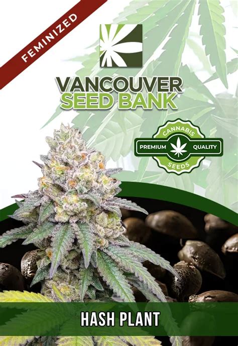 Hash Plant Strain Feminized Marijuana Seeds | Vancouver Seed Bank