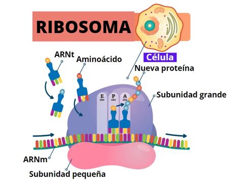Ribosomas Caracter Sticas Tipos Estructura Funciones 39520 Hot Sex
