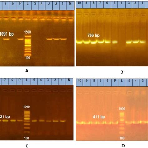 A Agarose Gel Electrophoresis Of Pcr Products Of Bacillus Cereus