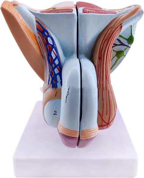 Male Genital Organ Model Pelvic Muscles Model Mmale Genital System