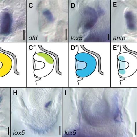 Details Of The Expression Of Some Of The Hox Genes In The Actinotrocha