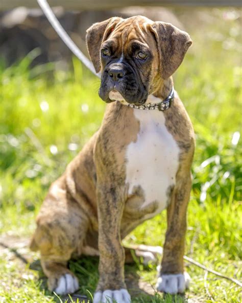 16 American Bulldog Colors & Markings (With Pictures)