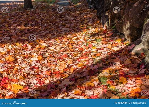 Autumn Leaves On Sidewalk 2 Stock Photo Image Of Seasons Nature