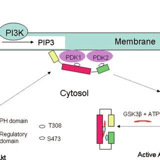 Primary Sequence Of Akt Showing Three Domains The N Terminal Ph