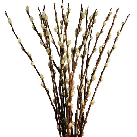 Pussy Willow Bride Blossom