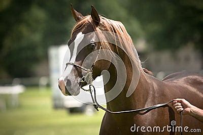 Brown Arabian Horse Stock Image | CartoonDealer.com #3474529