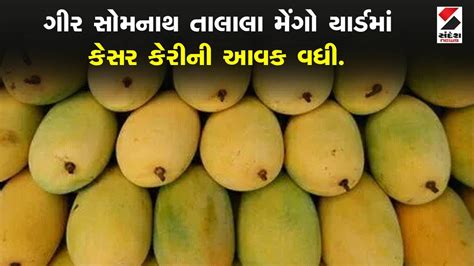 Gir Somnath Talala Kesar Mangoગીર સોમનાથ તાલાલા મેંગો યાર્ડ માં કેસર