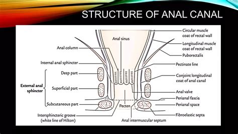 Anorectal Abscess Anal Perianal Rectal Abscess PPT