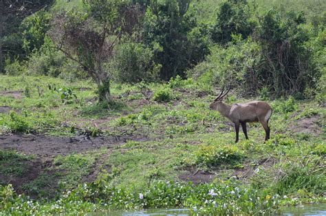Climate change causing increased spread of invasive plants taking over