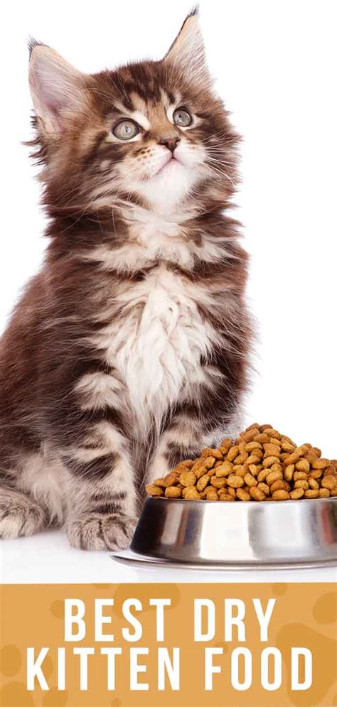 Best Dry Kitten Food - Discover The Best Dry Food For Kittens