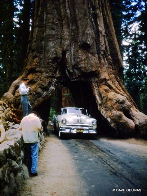 The Wawona Tree Historic Photos Since Its Tunnel Was Formed Untill