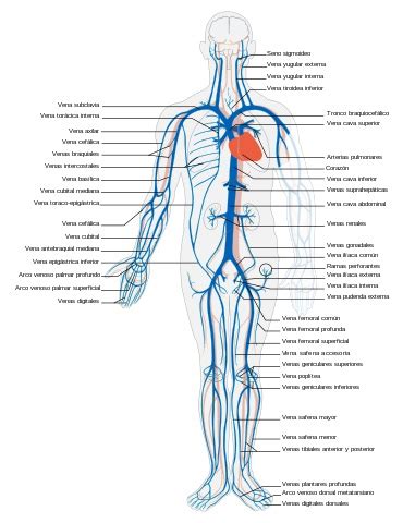 Mitos Sobre Las Venas Azules Por Qu Las Venas Son Azules