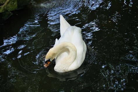 Dazzling White Swan Free Stock Photo Public Domain Pictures