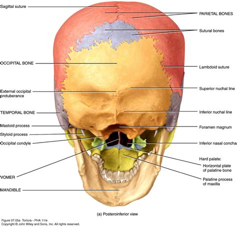 Human Bone Anatomy Labeled - Human skull bones skeleton labeled ...