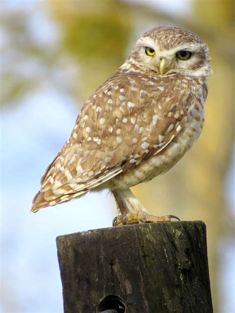 Top 15 Cute Owls in the World - Birds Fact