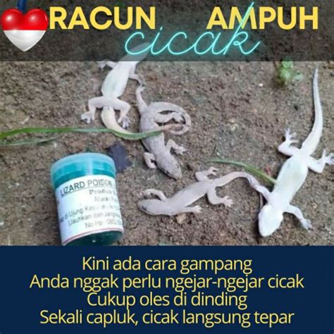 Jual Racun Cicak Ampuh Racak Herbal Racun Cicak Herbal Original