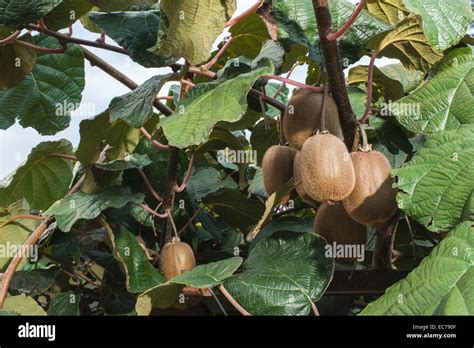 Cultivo de cultivos frutales fotografías e imágenes de alta resolución