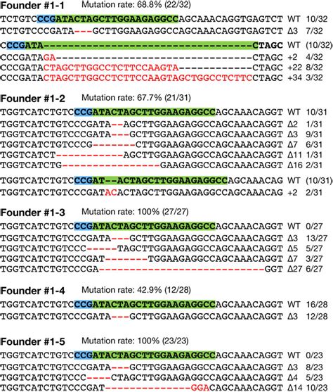 Germ Line Transmission Of The Rgen Induced Mutations Each G0 Founder Download Scientific