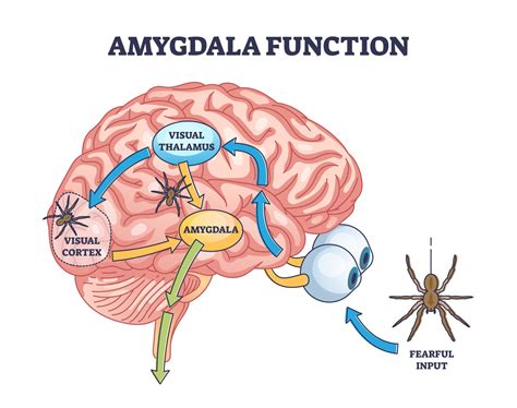 What Is The Amygdala: Function & Brain Location