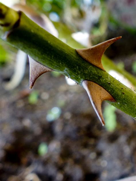 Thorns Free Stock Photo - Public Domain Pictures