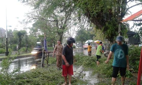 Bahayakan Pengguna Jalan Petugas DLH Pangkas Pohon Di Tengah Hujan