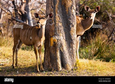 Female Kudus Lookout By Big Tree Moremi Game Reserve Okavango Delta