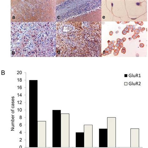 AMPAR Immunohistochemistry On Paraffin Embedded Sections A