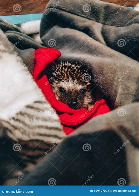 Cute Hedgehog after Bath stock photo. Image of hedgehog - 199407002