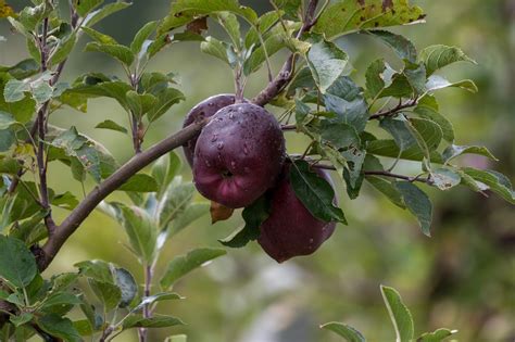 Manzana Fruta Rbol Foto Gratis En Pixabay Pixabay