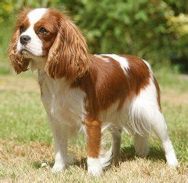 Cool Haircut For Cavalier King Charles Spaniel Haircut Trends