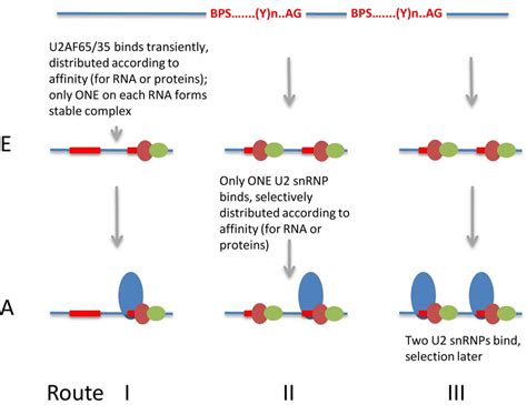 Routes For The Processes Of Recognition And Selection Of Splice