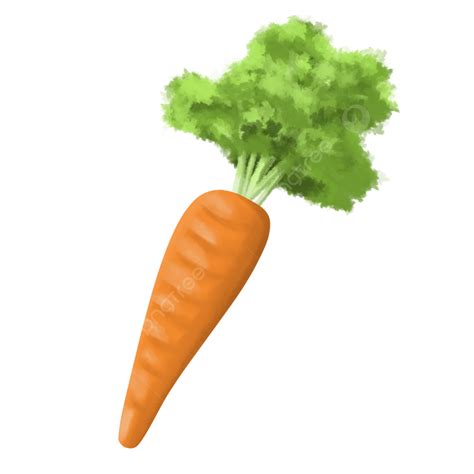 Carrot Illustration With Watercolor Drawing Style, Carrot, Watercolor Carrot, Carrot ...