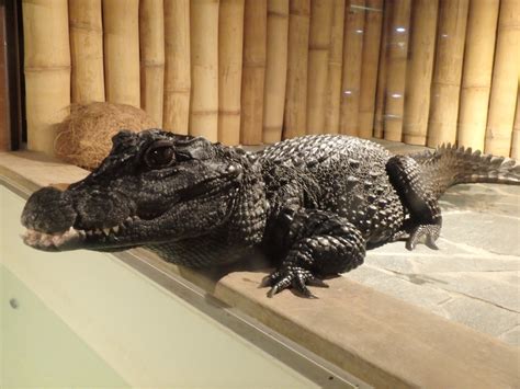 Dwarf crocodile - ZooChat