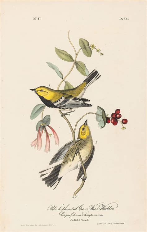 Audubon 1st Ed Octavo Pl 84 Black Throated Green Wood Warbler 1st