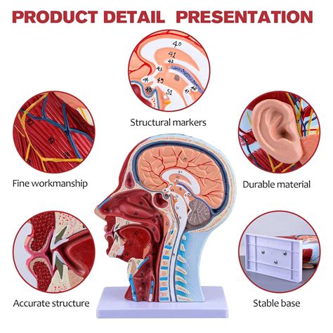 Human Half Head Superficial Neurovascular Model With Musculature Life