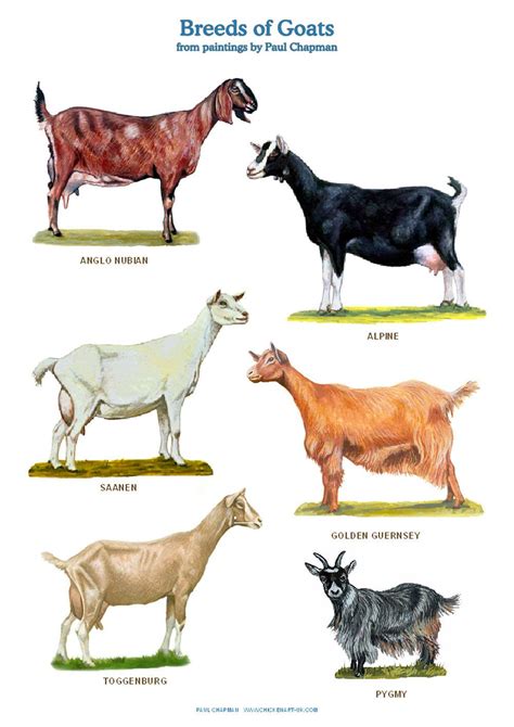 A4 Laminado de Posters. Razas de cabras Types Of Animals, Animals And ...