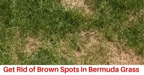 Getting Brown Spots in your Lawn? Causes + How to Get Rid of Brown ...