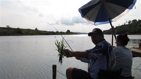 PESCA CO CAMPINEIRO CAPIM PÉ DE GALINHA YouTube