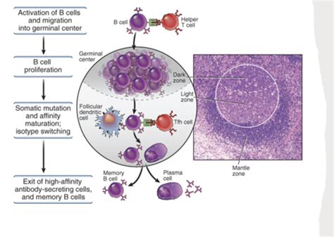 Lecture Germinal Center Reactions Isotype Class Swithcin And