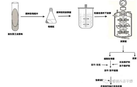 益生菌制品冷冻干燥应用和工艺生物器材网