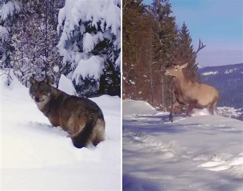 Video Parcul Natural Apuseni Abunda Inca De Specii De Interes