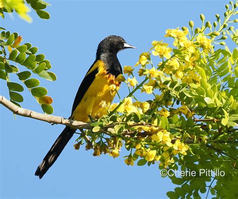 Backyard Birding In Merida Yucatan And Beyond Smorgasbirds In Both