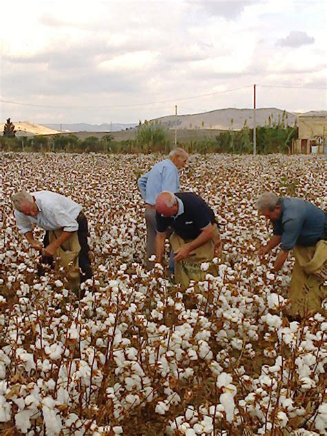 La Raccolta Del Cotone