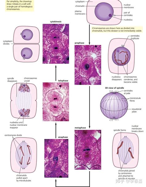 Topic 16 Cell Division 细胞分裂 知乎