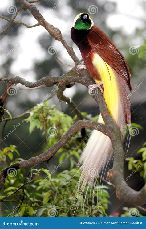 Greater Bird Of Paradise Stock Photos - Image: 2904243