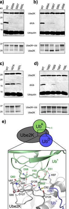 Residues 8588 Are Critical For Diub Synthesis A Ube2k Protein