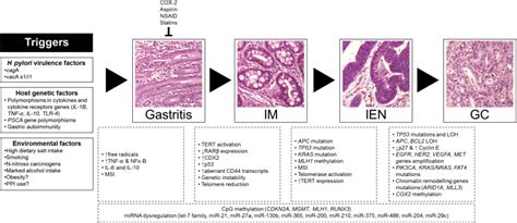 Gastric Cancer As Preventable Disease Clinical Gastroenterology And Hepatology