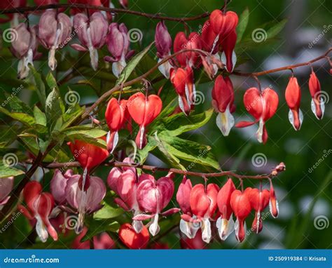 Bleeding Heart Dicentra Spectabilis Valentine Flowering With Puffy